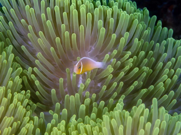 Tov, Ben Ilan: Anemone Fish