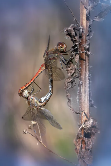 Daminelli, Fabrizio: Sympetrum striolatum - páření