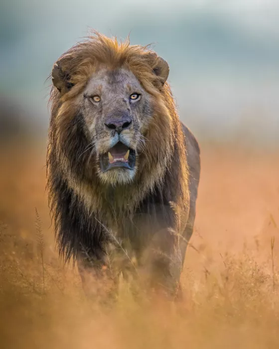 Elsheshtawy, Ahmed: king