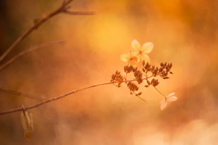 Cui, yang Xiang: Colors of autumn