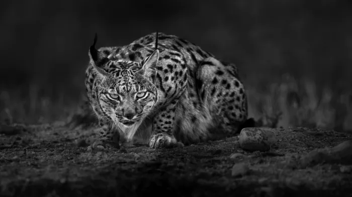 Helsen, Eddy: Iberian Lynx