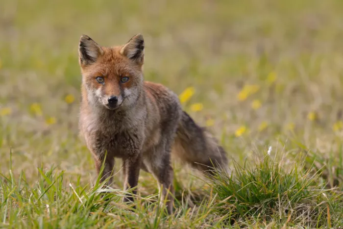 Pozzi, Marco: The Fox