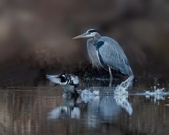 Yan, Songhu: Blue Heron and Hooded Merganser