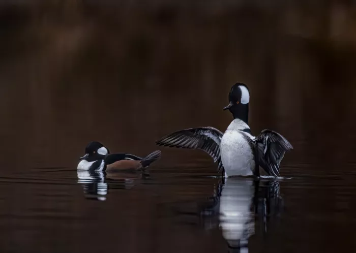 Yan, Songhu: Hooded Merganser