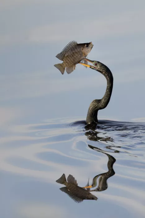 Lester, D Linda: La Captura del día
