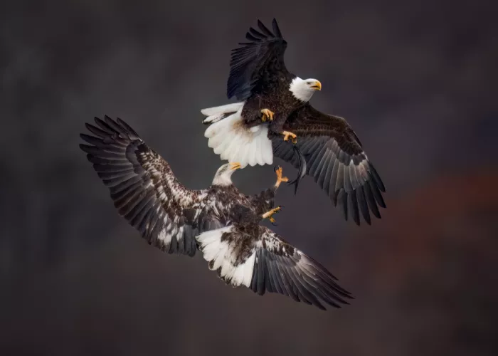 Xiao, Hanping: Cattura in volo