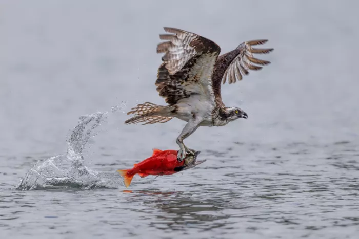 Zuo, Jun: Balbuzard pêcheur attrapant un saumon