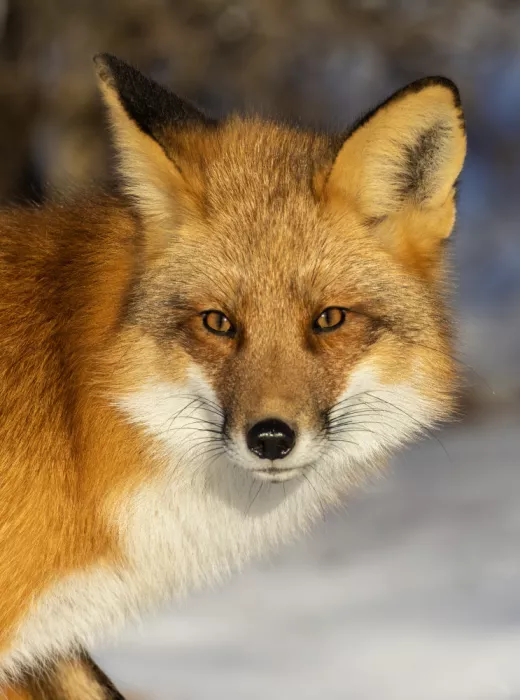 Costina, Mircea: Mr Fox Winter Portrait
