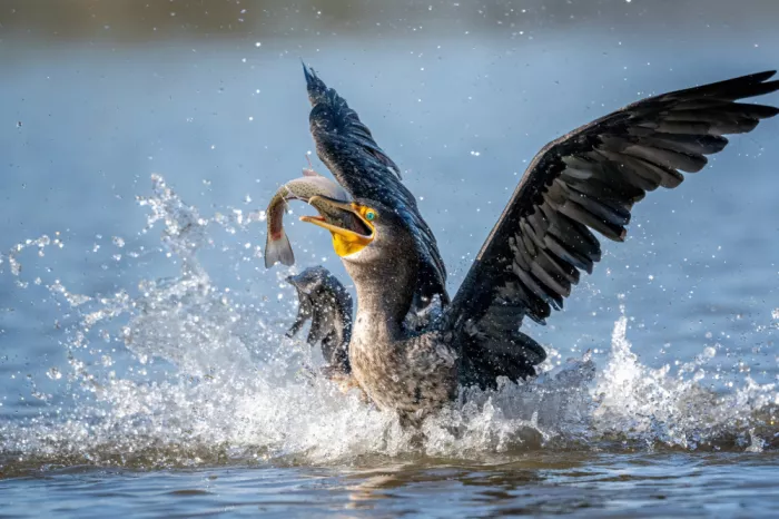 Lipinghu: The joy of catching a big fish
