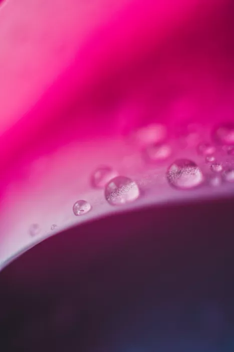 Pardina, Javier: Rosa na okvětí