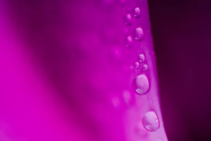 Pardina, Javier: La Belleza de las Gotas de Agua