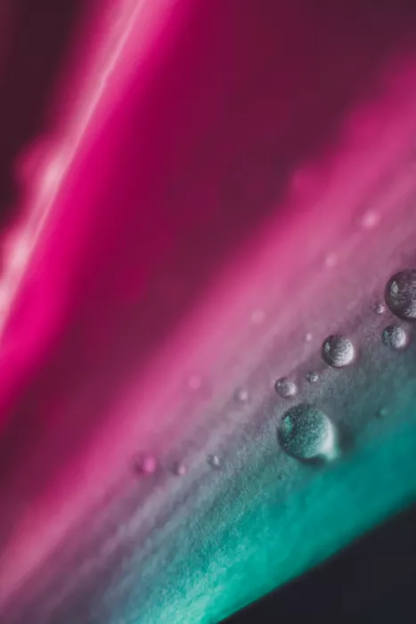 Pardina, Javier: Sueños de gotas de pétalos