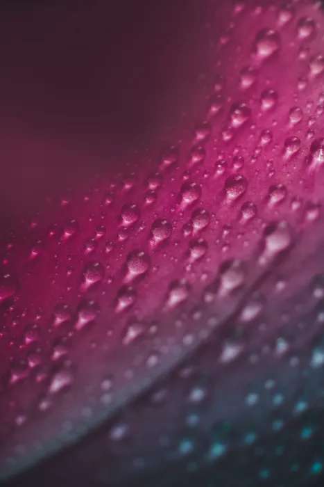 Pardina, Javier: Elegancia rosa abstracta