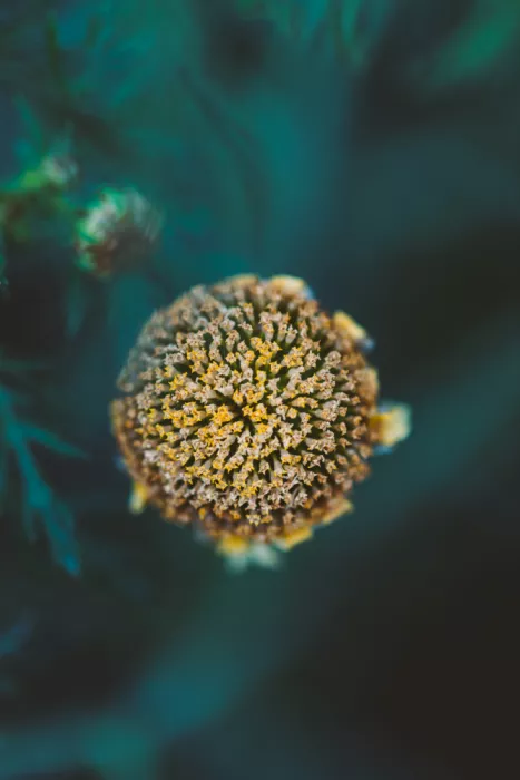 Pardina, Javier: Botanická umění