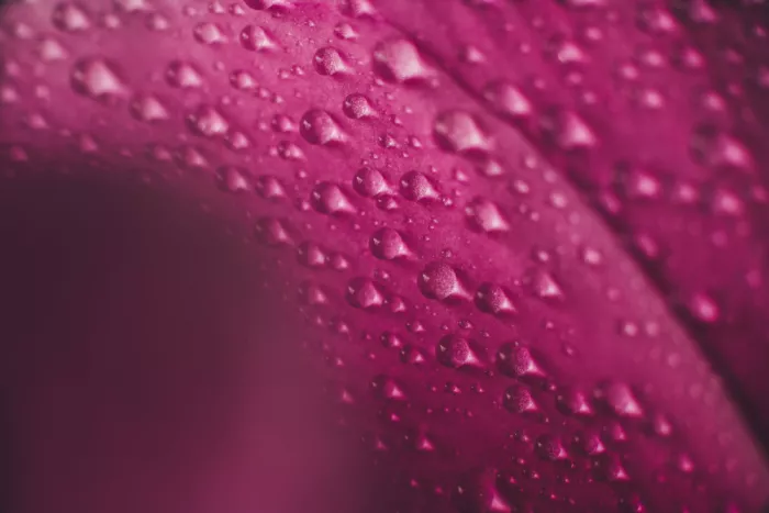 Pardina, Javier: Květinové rosa
