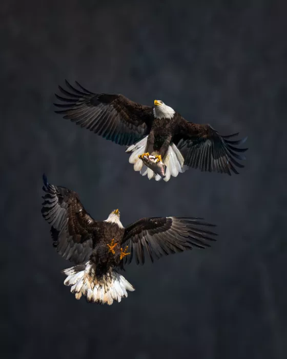 Xiao, Hanping: Cattura in volo II