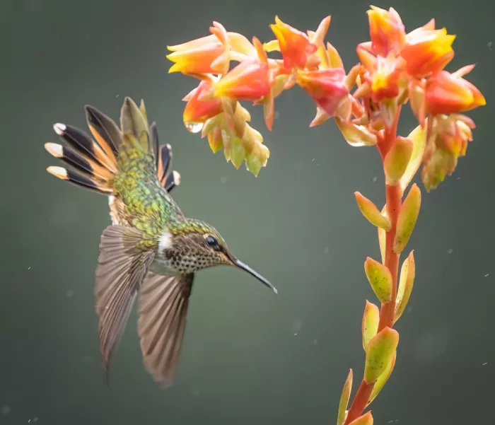Su, Yuan: Être comparable aux fleurs