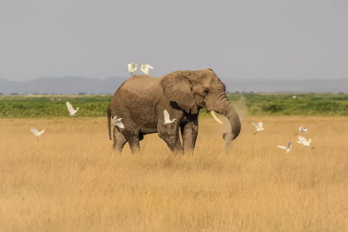 Badalov, Jamil: Traversing Africa