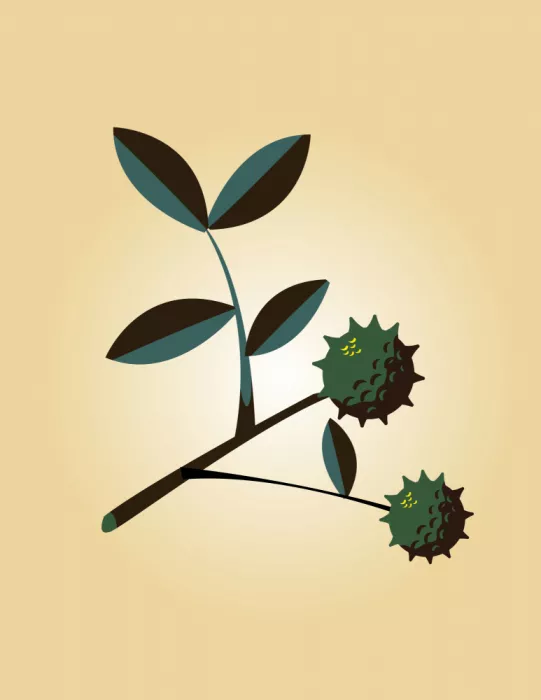 Nicholas: Stylizovaná botanická ilustrace