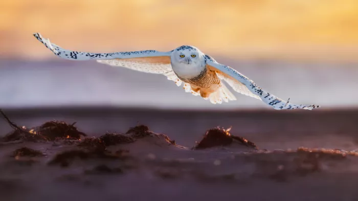 Gu, Zeren: Snowy Owl at Sunrise