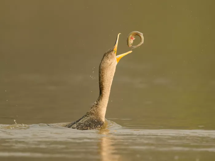 Wang, Moses: Cormoran et poisson O-ring