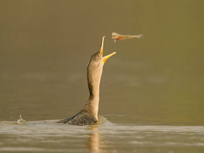 Wang, Moses: Cormoran et poisson
