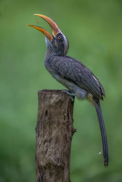 Procaccia, Itamar: Malbar Grey Hornbill