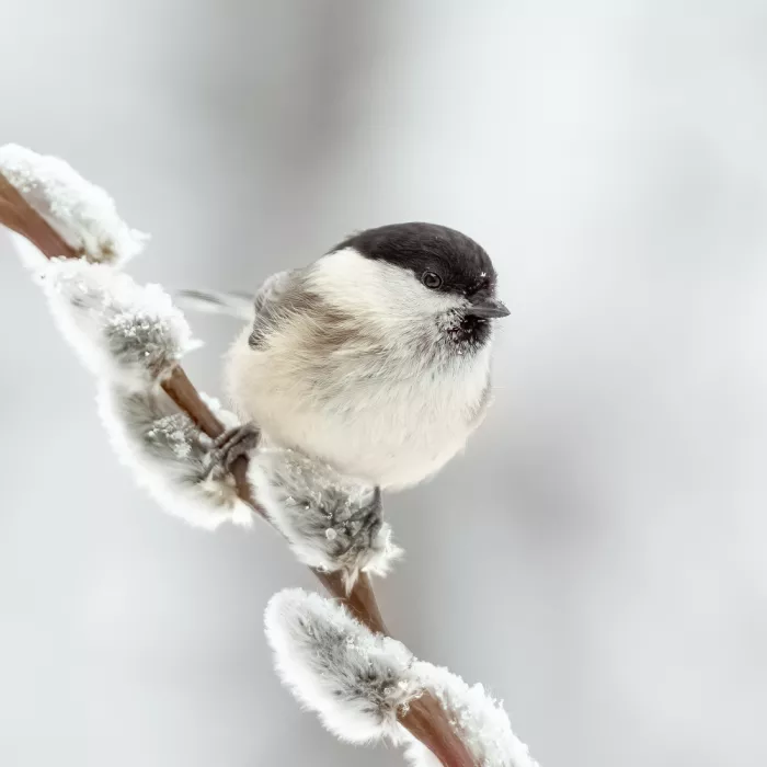 Keizer, Annie: Willow tit in winter.