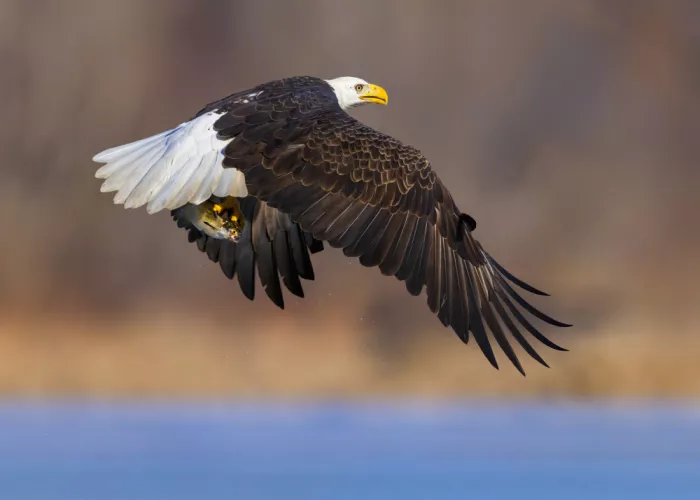 Gu, Zeren: Homebound with Prey