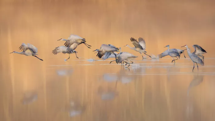 Zhao, Qing: Take Off At Sun Raise