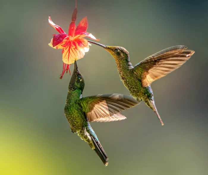 Su, Yuan: Synchronisation