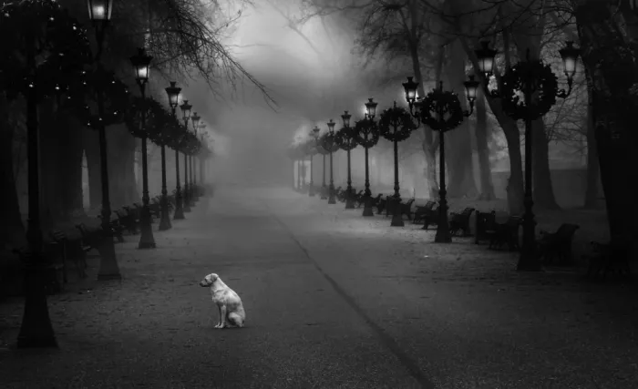 Andreescu, Cristian: Lonely dog