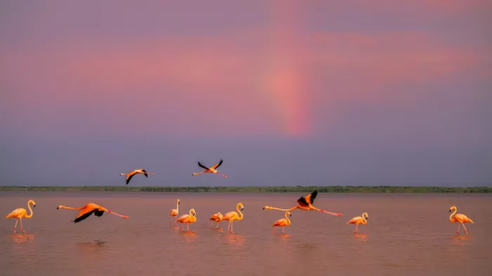 Zuo, Jun: Flamants au coucher du soleil