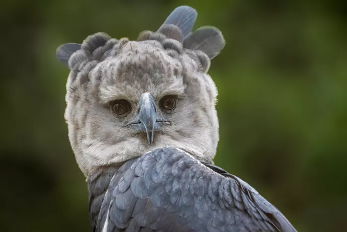 Sink, C. Jeffrey: Harpy Eagle Portraitg