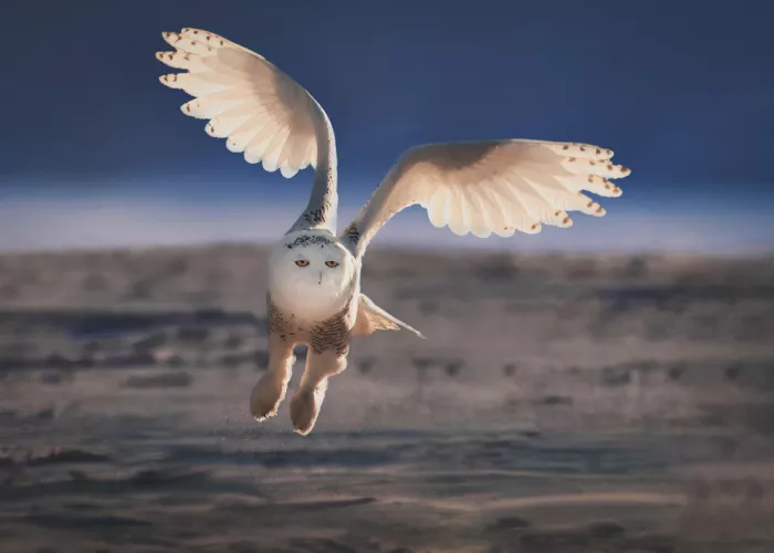 Gu, Zeren: Snowy Owl Taking Off