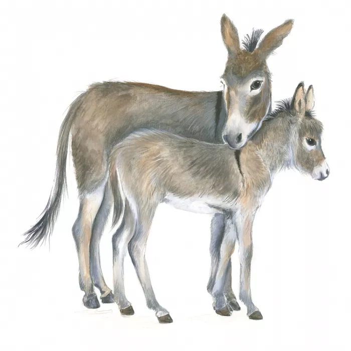 Brent, Isabelle: Burro y potro