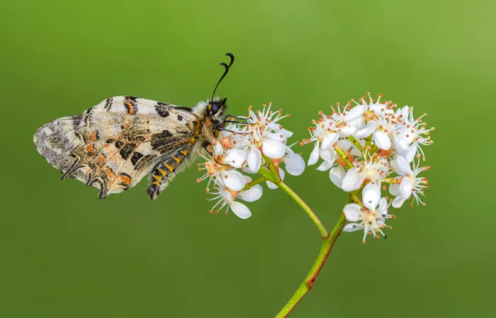 Öztürk, Mustafa: Butterfly