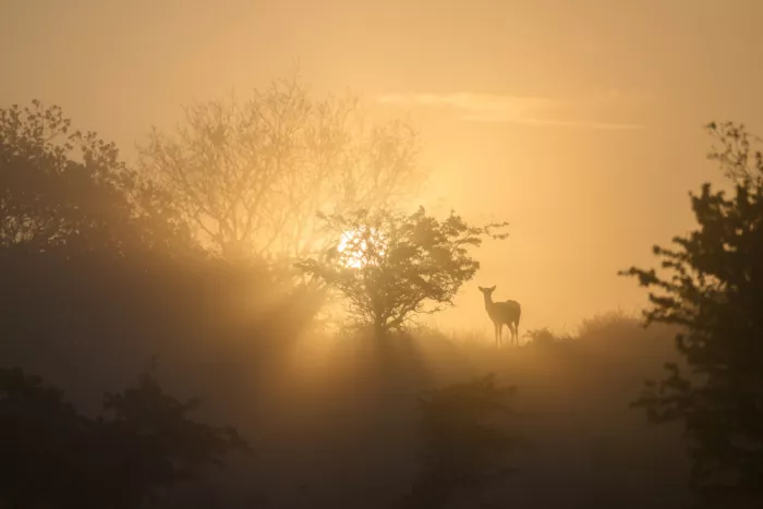 Guijt, Richard: Deer in golden light
