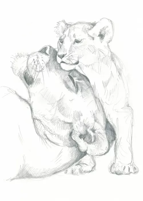 Brent, Isabelle: Studio di disegno: Leonessa e cucciolo