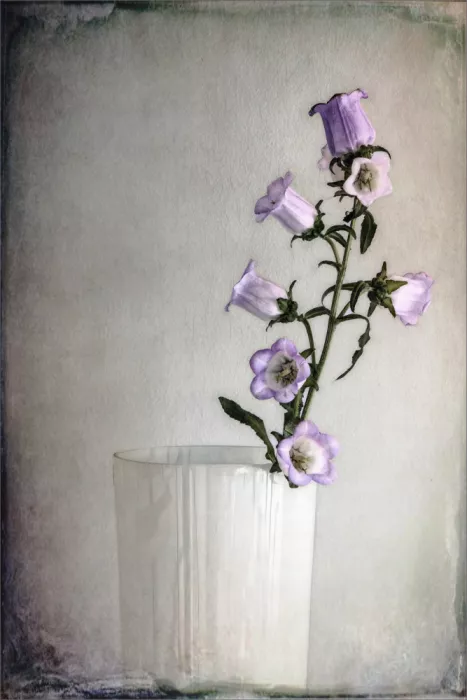 Claes, Gilbert: Fleurs des champs à la maison