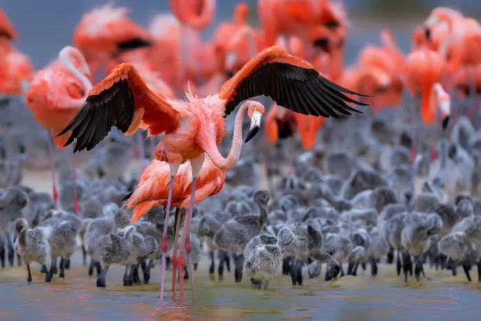 Zuo, Jun: Flamant Rose Dansant