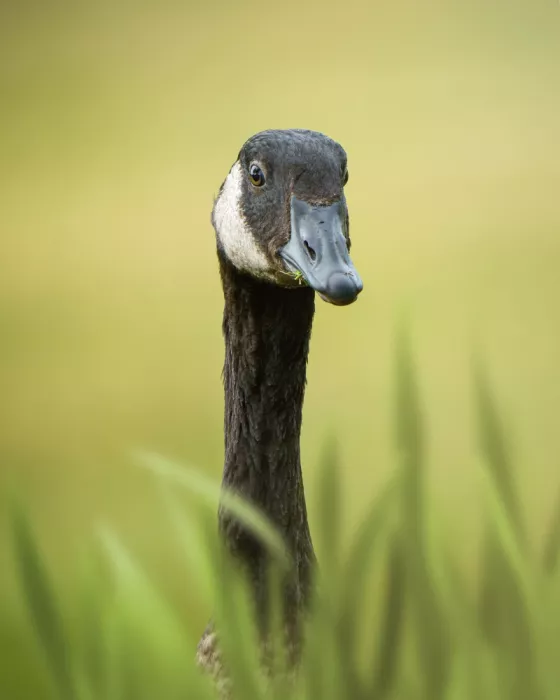Nick, Noa: Curious Canadian Goose Portrait