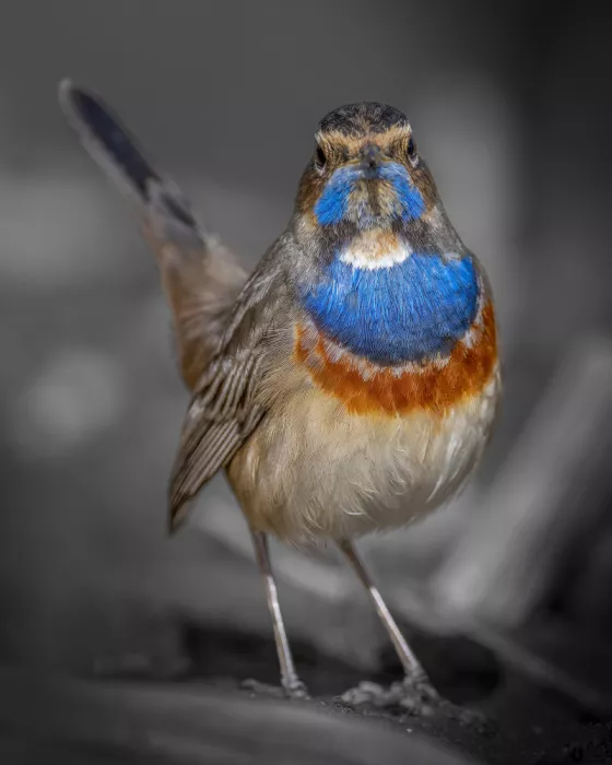 Elsheshtawy, Ahmed: Bluethroat