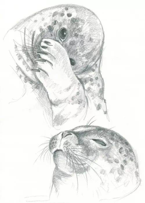 Brent, Isabelle: Dessin de phoques gris