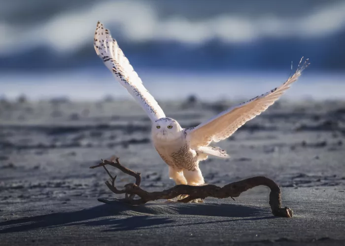 Gu, Zeren: Snowy Owl at Dawn