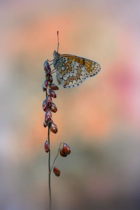 Daminelli, Fabrizio: Melitaea phoebe