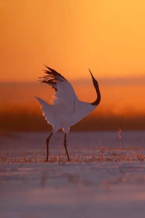 Lu, Bill: Performance