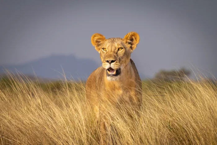 Sink, C. Jeffrey: Golden lioness in the golden light of morning.  Masai Mara, Kenya