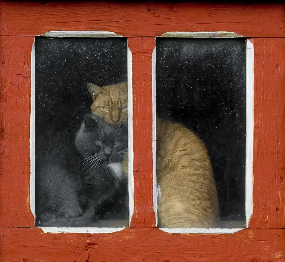 Turcu, Mihnea: Amour