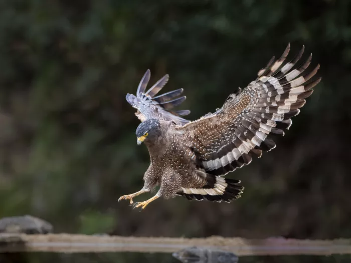(吉星高照), Taksing: Crested Serpent Eagle